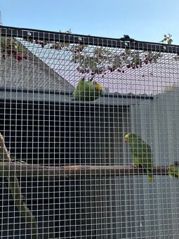 Amazoňan velký - 4