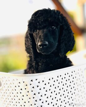 Pudl velký královský s PP - 4