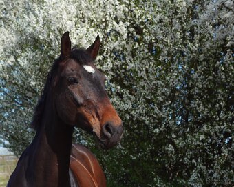 12letá klisna po Drosselklang II - 4