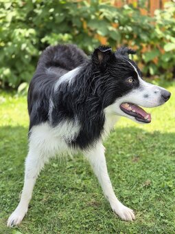 Krytí border kolie bez Pp - 4