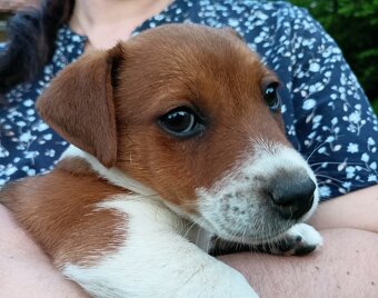 Jack russell terier krásný pejsek - 4
