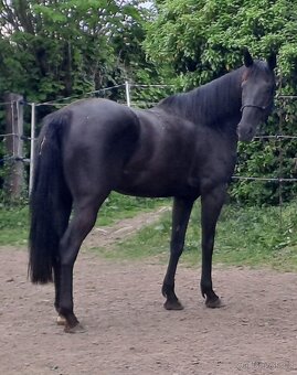 Prodáme rodinného koně 11 let - 4