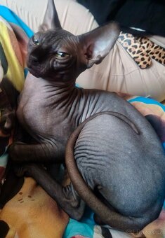 Kanadský sphynx - 4