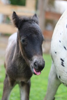 LUXUSNÍ minihorse hřebeček - 4