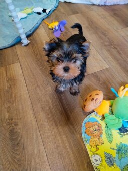 Yorkshire terrier, Jorkšírský teriér PP FCI - 4