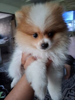 Štěňátko Pomeranian - 4