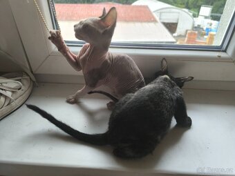 Sphynx koťata - 4