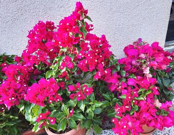 velké zdravé rostliny - 4