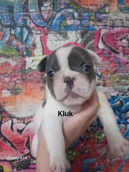 Francouzský buldoček - 4