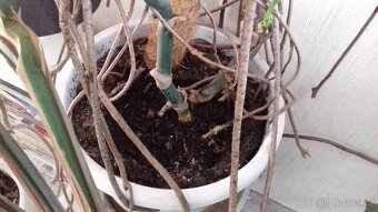 Monstera deliciosa (Monstera skvostná) 2 kusy - 4