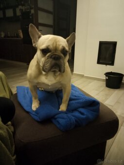 Francouzský buldoček - 4