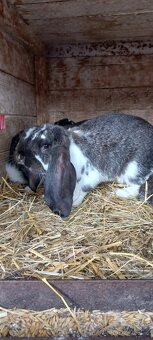 Francouzský  beran - 4