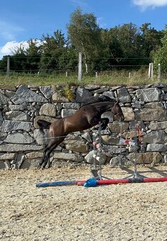 Prodáme koně- hannoverského valacha - 4