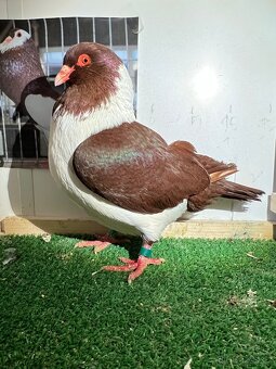 Moravský pštros červený  -  Pár - 4