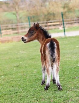 ELEGANTNÍ minihorse klisna - 4