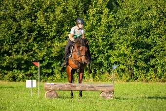 Huculská klisna, hucul, pony, malý kůň - 4