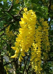Štědřenec odvislý - Laburnum anagyroides 30 semen 50 Kč - 4