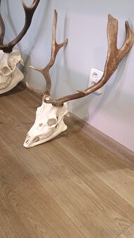 Trofej Jelen +5 podlozek - 4