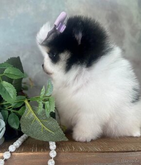 Pomeranian mini - 4