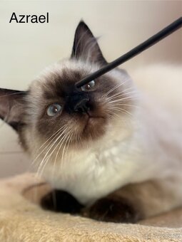 RAGDOLL - 4