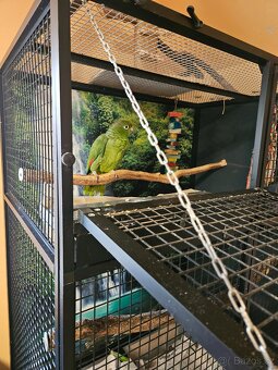 Amazoňan pomoučený REZERVACE - 4