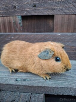 Prodám mláďata morčat - 4