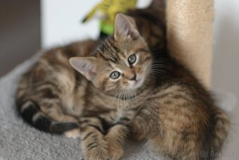 DARUJI 4 koťata s kořeny Mainské - 4