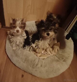 Biewer jork-fenečky bez pp,táta německý pp - 4