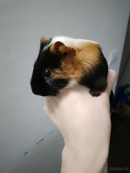 Morčátko - sameček - 4