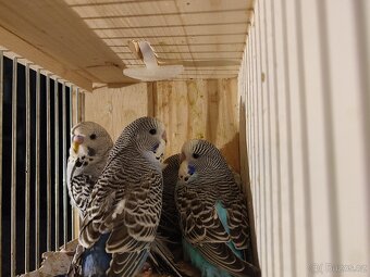 Andulky vlnkované - modré, modrobílé, bílé - 4