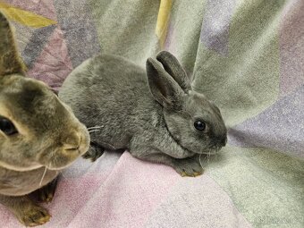 Zakrslý králíček - 4