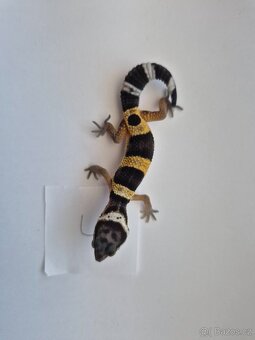 Gekončík noční - 4