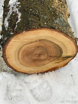 dřevo kmen višně - 4