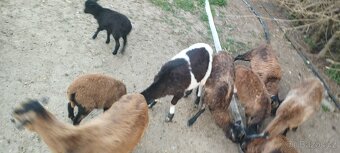 Kamerunské ovce - 4