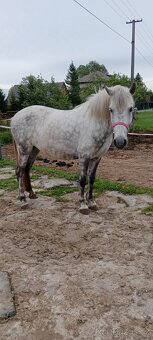Pony klisna kat. A - 4