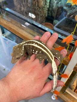 AXANTHIC C. Ciliatus - 4