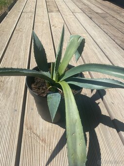 Aloe - 4