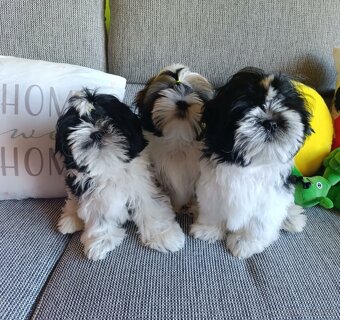 Shih-tzu s PP vymazlená štěňátka (Shih tzu) - 4