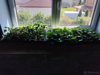 Chilli sazenice - 4