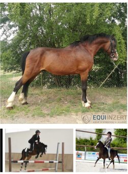 Hřebeček WPBr pony - 4