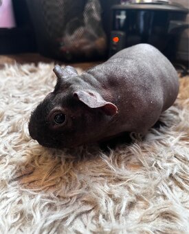 Skinny guinea pig- morčátka - 4