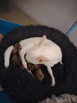 Nabízím štěňátka čivavy - 4