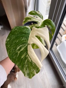 Monstera albo - 4