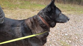 CONNIE K ADOPCI - nejvěrnější parťačka, mazel na N-tou - 4