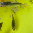 Koi Kapři - 4