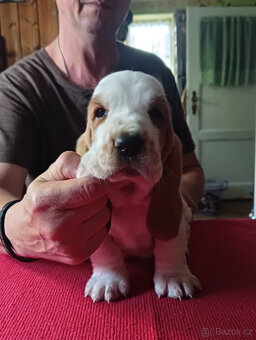 Bassethound - 4