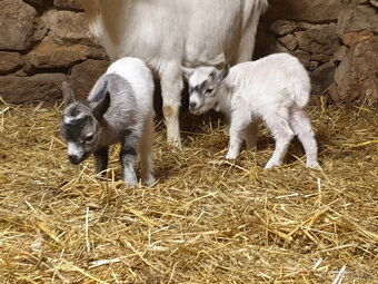 Kozel Holandský zakrslý s POP - 4