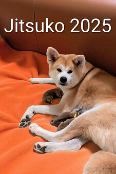 Štěňátka Akita Inu s PP odběr v lednu - 4