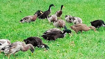 Kohouti a kačeři běžci - 4