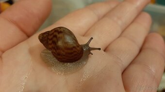 Achatina Achatina Ghana - 4